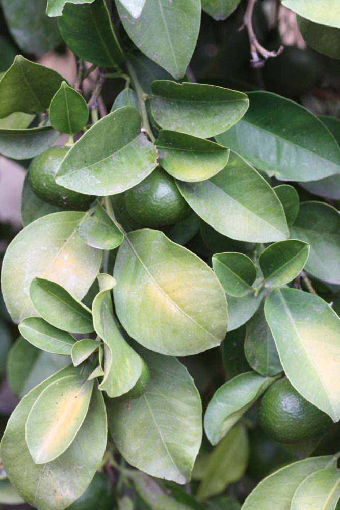              Sun leaves (Riverside, CA)       